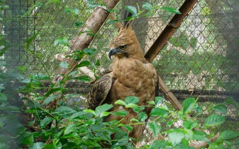 Burung Garuda, Simbol Kebanggaan Bangsa